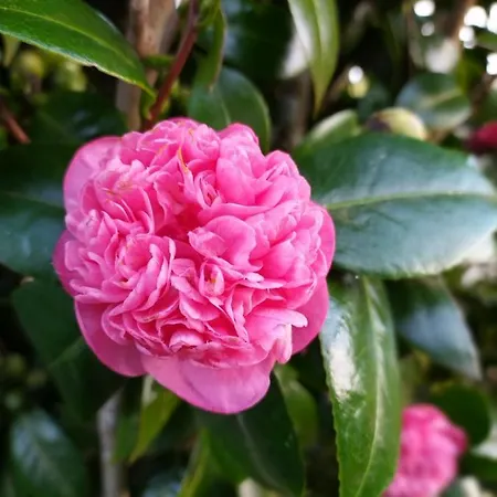 Pensión Cantinho Da Luz 4*