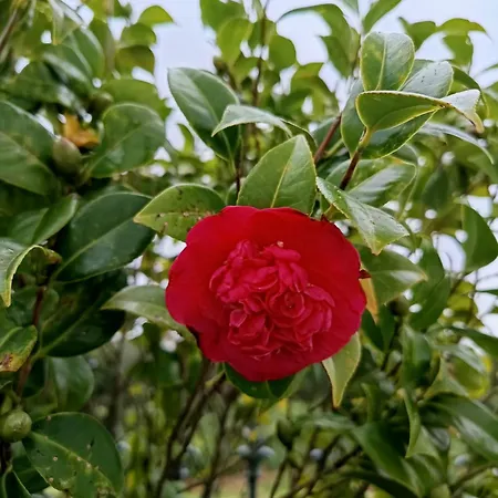 Cantinho Da Luz Gasthuis 4*