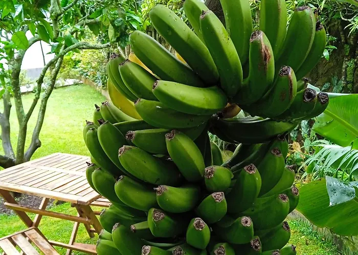 Cantinho Da Luz Gasthuis Ponta Delgada