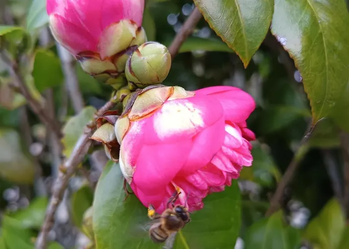 Gasthuis Cantinho Da Luz Ponta Delgada