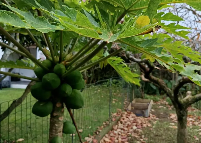 Cantinho Da Luz Ponta Delgada