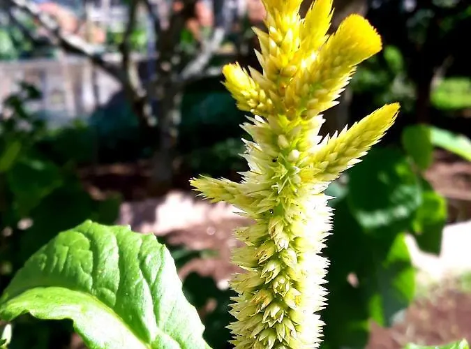 Cantinho Da Luz Gasthuis Ponta Delgada