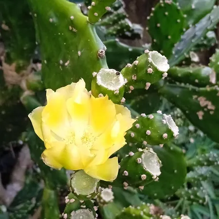 Maison d'hôtes Cantinho Da Luz