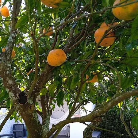 بيت ضيافة Cantinho Da Luz Ponta Delgada