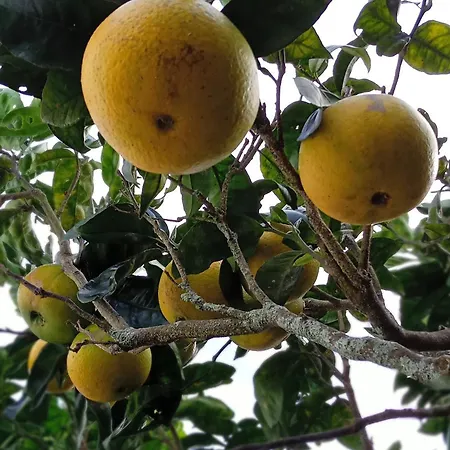 Cantinho Da Luz 4* Ponta Delgada