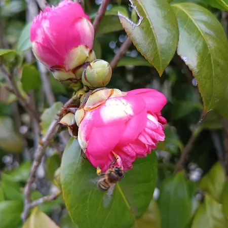 Maison d'hôtes Cantinho Da Luz Ponta Delgada