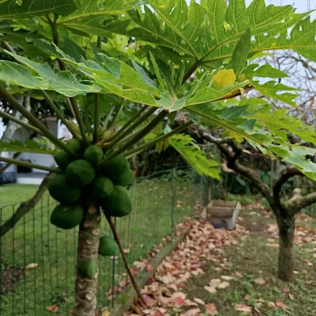 Cantinho Da Luz Ponta Delgada