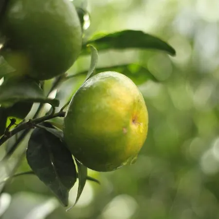 Cantinho Da Luz Ponta Delgada