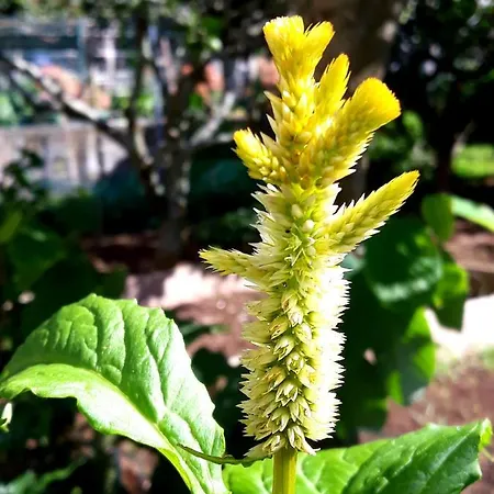 Cantinho Da Luz Maison d'hôtes Ponta Delgada