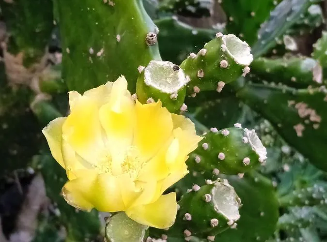 בית הארחה Cantinho Da Luz