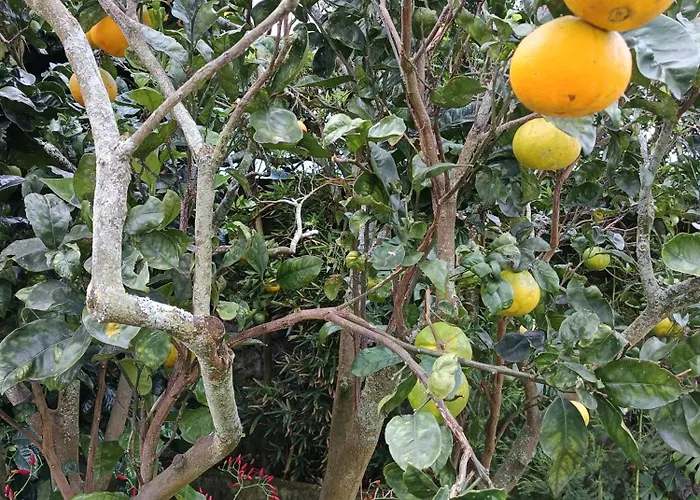 Cantinho Da Luz בית הארחה 4*