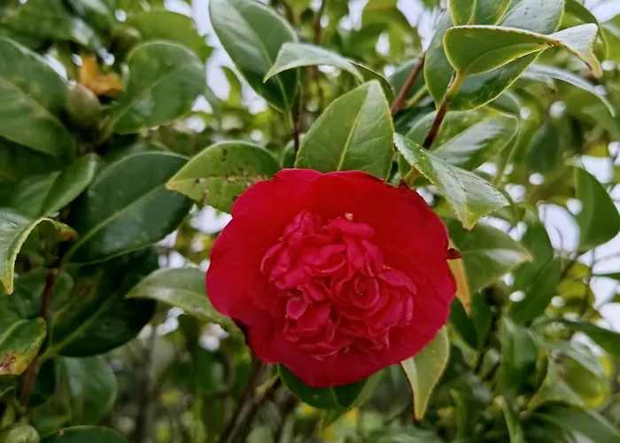 Cantinho Da Luz בית הארחה 4*