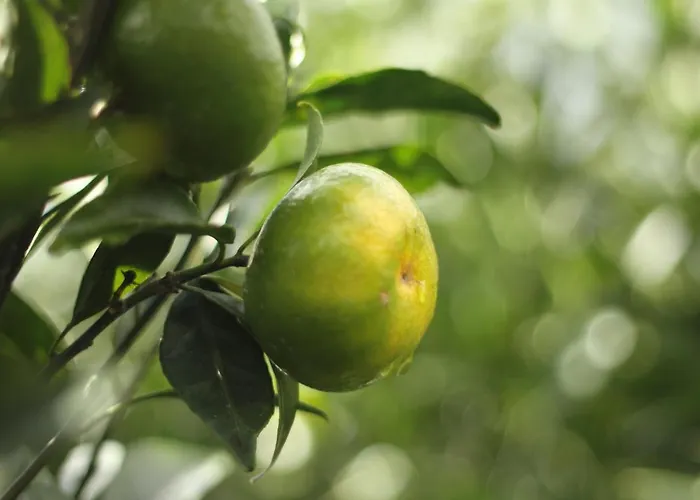 Cantinho Da Luz Ponta Delgada